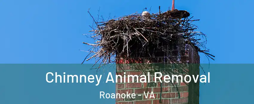 Chimney Animal Removal Roanoke - VA