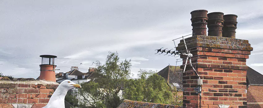 Chimney Cleaning And Restoration in Roanoke, Virginia